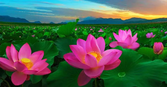 hinh-nen-thien-nhien-dam-sen-1