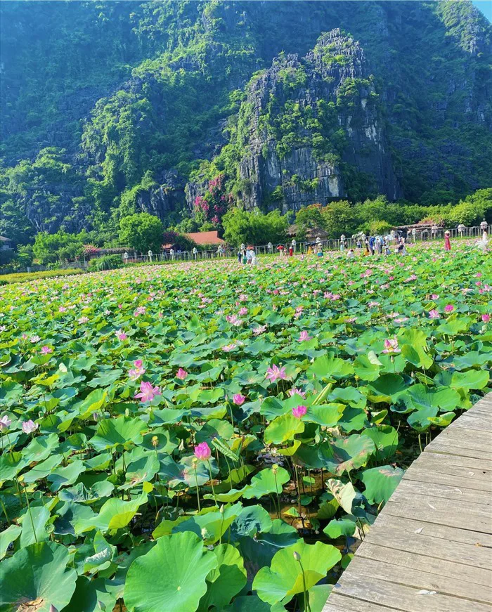 Kinh nghiệm chụp ảnh đẹp ở đầm sen Hang Múa, Ninh Bình ngày nắng nóng