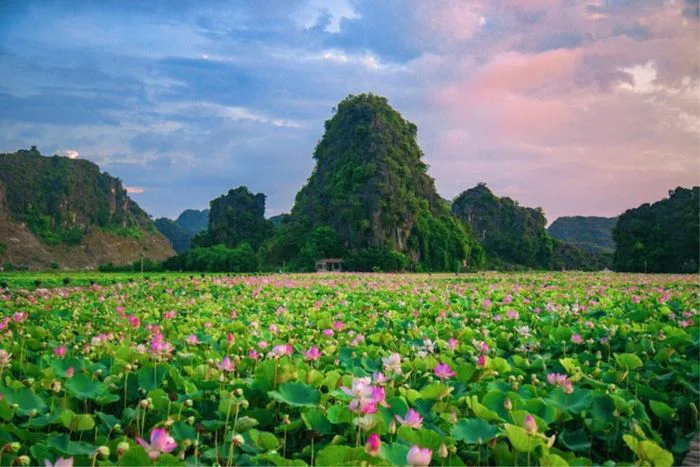 Những hình ảnh tuyệt đẹp về đầm sen
