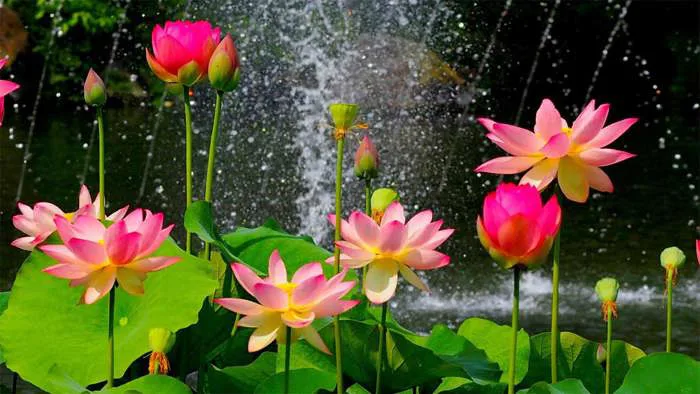 101+ hình nền hoa Sen 4K đẹp cho điện thoại, máy tính