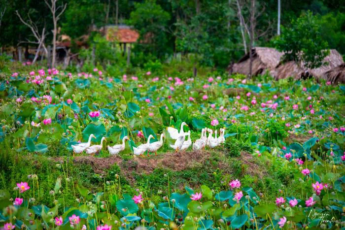 Chiêm ngưỡng cảnh đẹp đầy mê hoặc của đầm sen Trà Lý