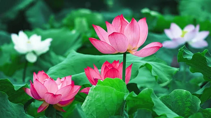 2,732+ Đầm Sen Lá Sen Pictures Ảnh, Ảnh Và Hình Nền Để Tải Về Miễn Phí -  Pngtree