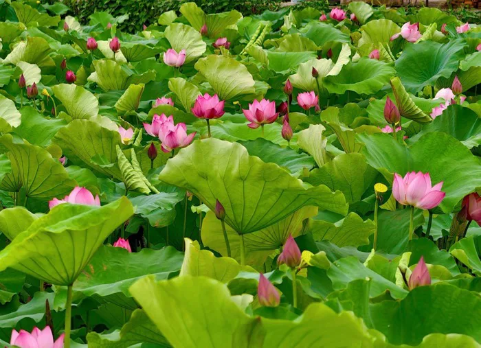 Những đầm sen đẹp nức tiếng quanh Hà Nội khiến hội sống ảo 