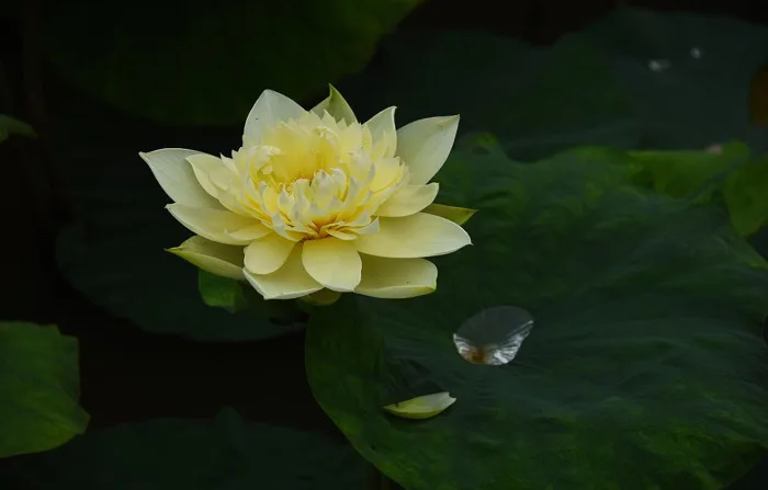 30000+ Đầm Sen & ảnh Hồ miễn phí - Pixabay