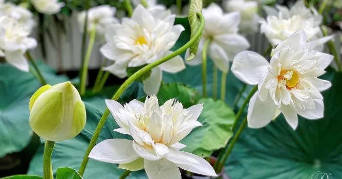 Cô giáo khéo tay dựng 'đầm sen' độc đáo ở nhà, khiến dân mạng thích mê