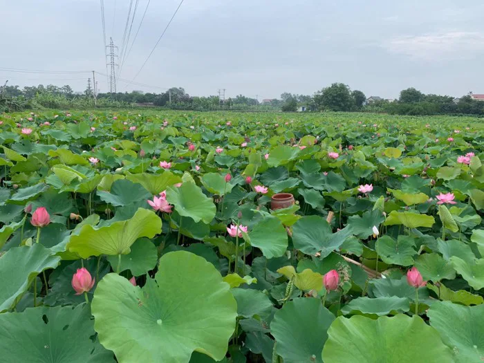 Hưng Yên – Mùa sen nở!