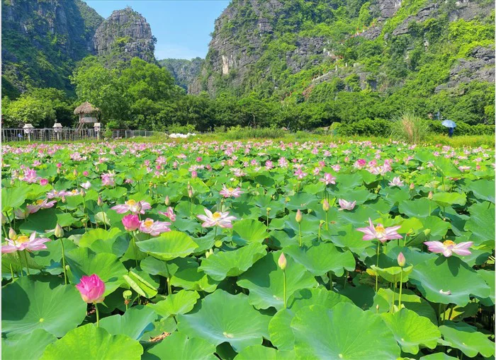Kinh nghiệm chụp ảnh đẹp ở đầm sen Hang Múa, Ninh Bình ngày nắng nóng