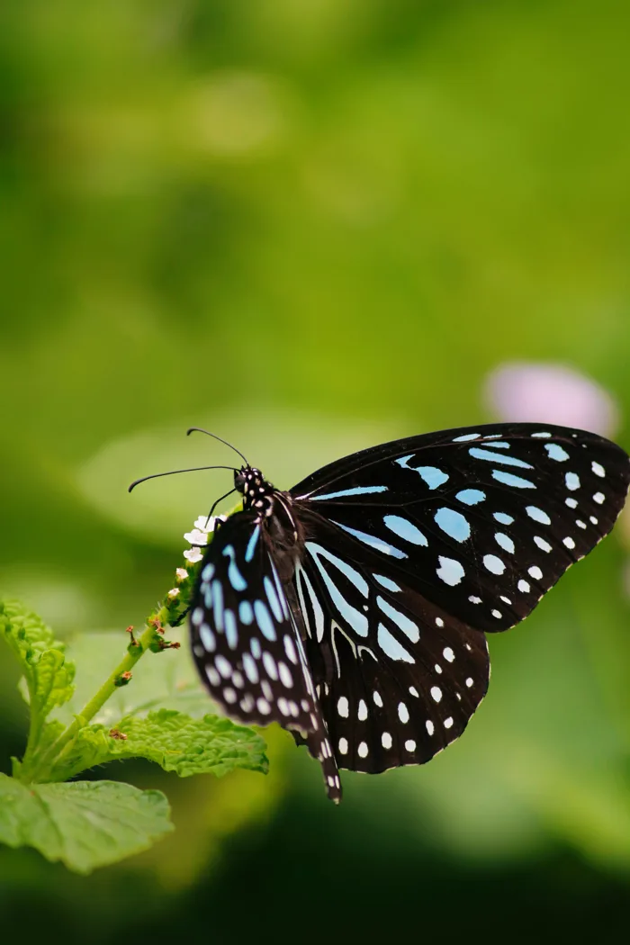 hình ảnh : thiên nhiên, Con bướm, màu xanh lá, hoang dã, ngoài trời, Môi  trường, Côn trùng, Bluetiger, Rhopalocera, Bướm đêm và bướm, Bàn chân bướm  chân, Lycaenid, Động vật không