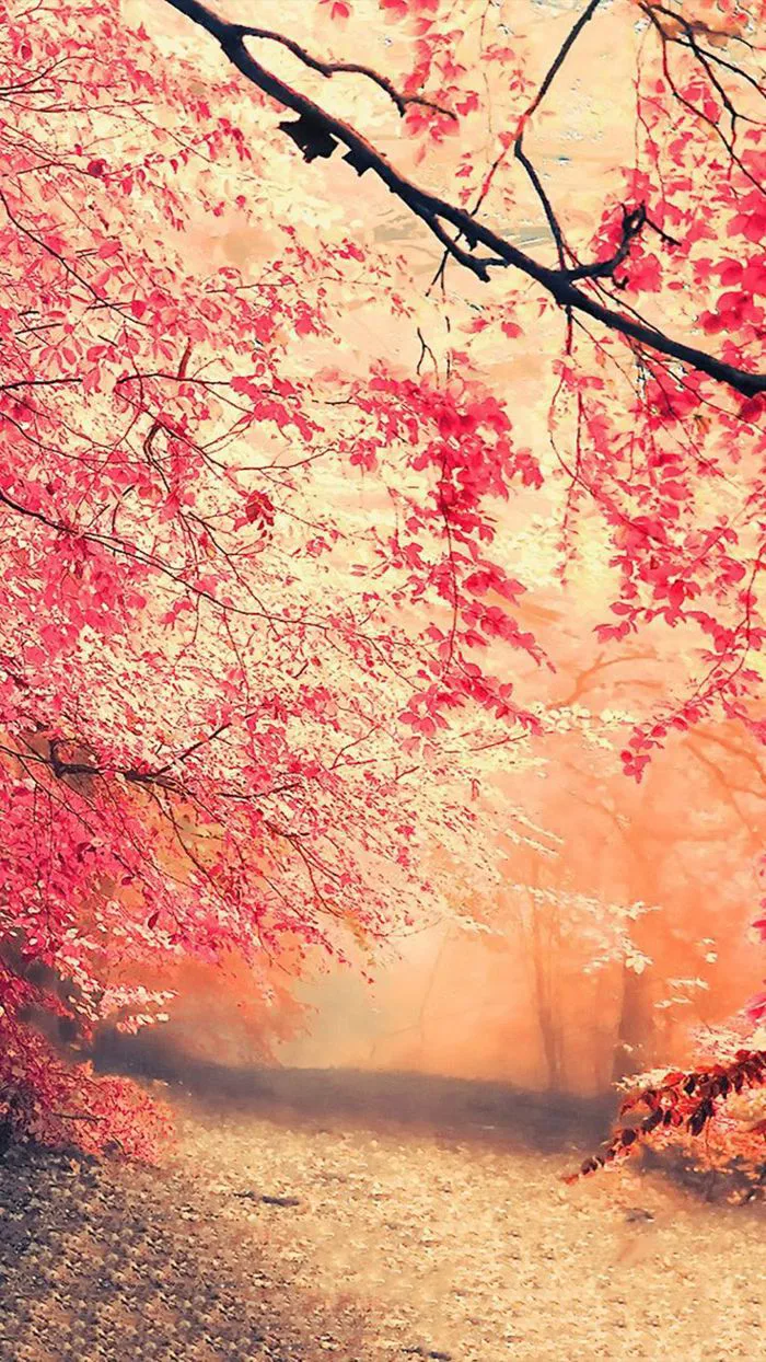 Hình nền thiên nhiên đẹp nhất cho điện thoại