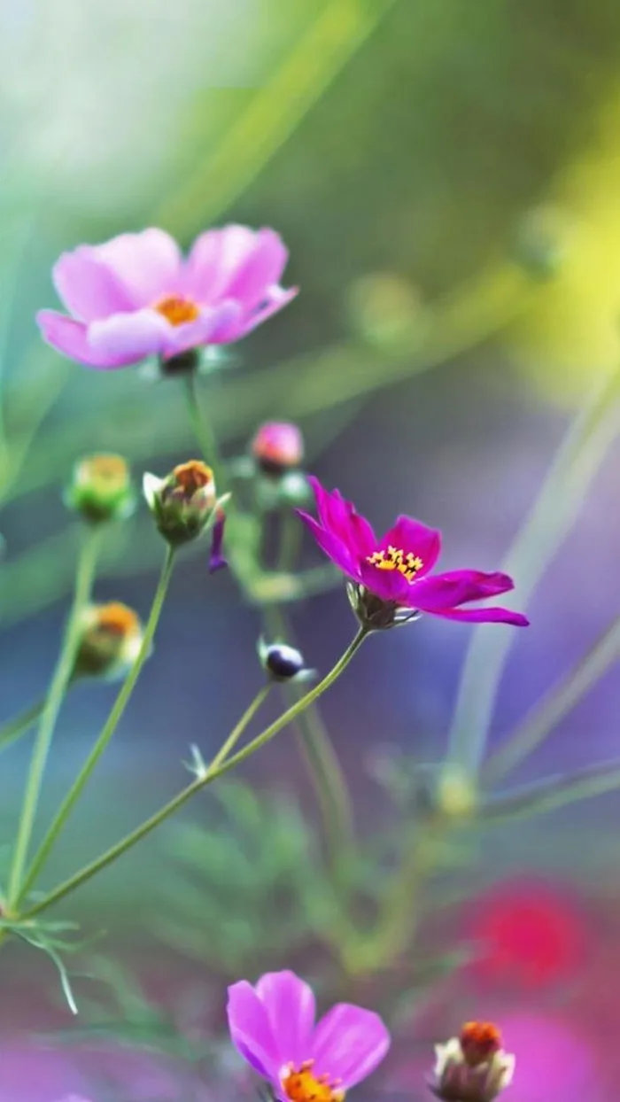 Bộ hình nền thiên nhiên đẹp cho điện thoại