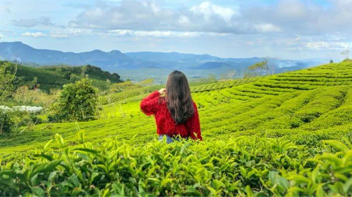 10 đồi trà xanh đẹp tựa thiên đường tại Việt Nam
