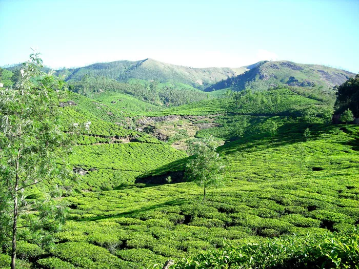 hình ảnh : phong cảnh, rừng, cánh đồng, trà, đồi núi, hoa, Thung lũng, dãy  núi, màu xanh lá, Nông nghiệp, vườn, Cao nguyên, Cây cỏ, Trồng trọt, cao  nguyên, Ấn Độ,