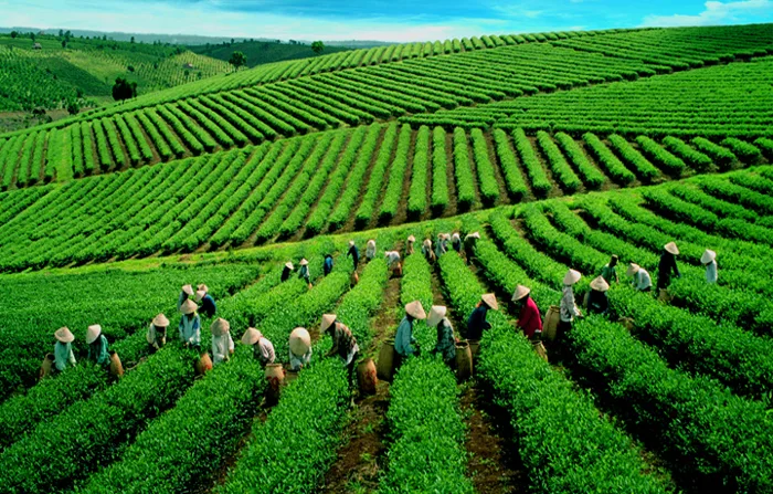 Khám phá 10 đồi trà đẹp như tranh ở Việt Nam