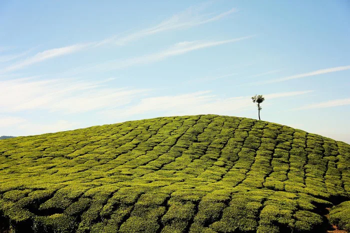 40000+ Đồi Chè & ảnh Thiên Nhiên miễn phí - Pixabay