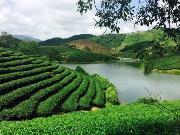 10 đồi trà xanh đẹp tựa thiên đường tại Việt Nam
