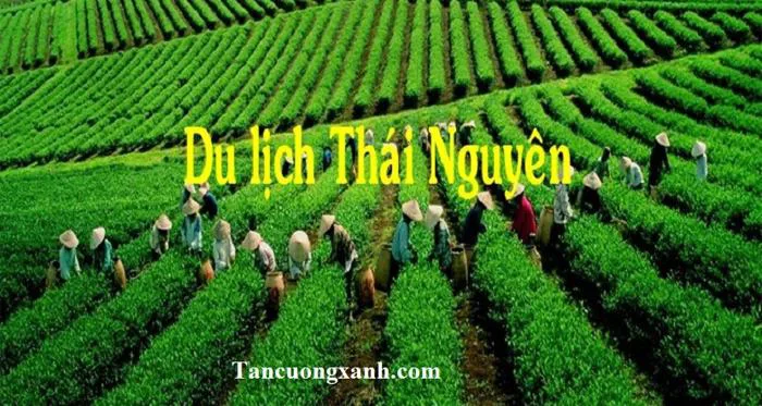Trà thái nguyên - Bản sắc văn hóa của dân tộc Việt Nam