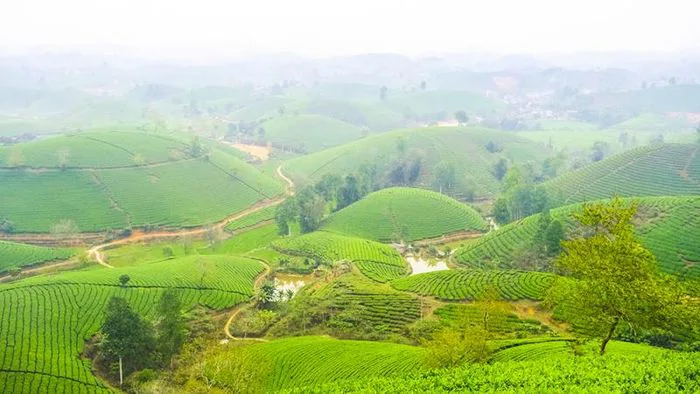 10 đồi trà xanh đẹp tựa thiên đường tại Việt Nam