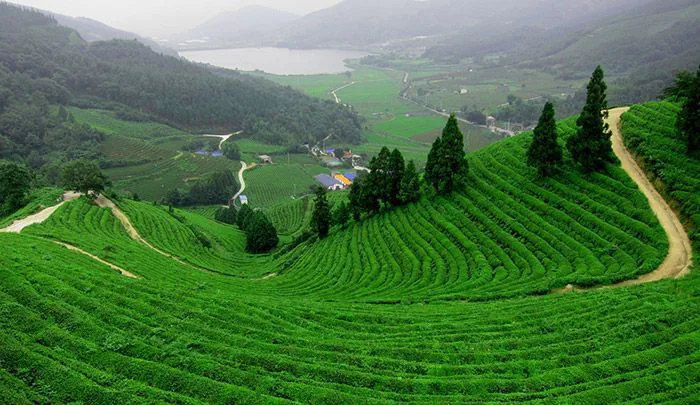 10 đồi trà xanh đẹp tựa thiên đường tại Việt Nam