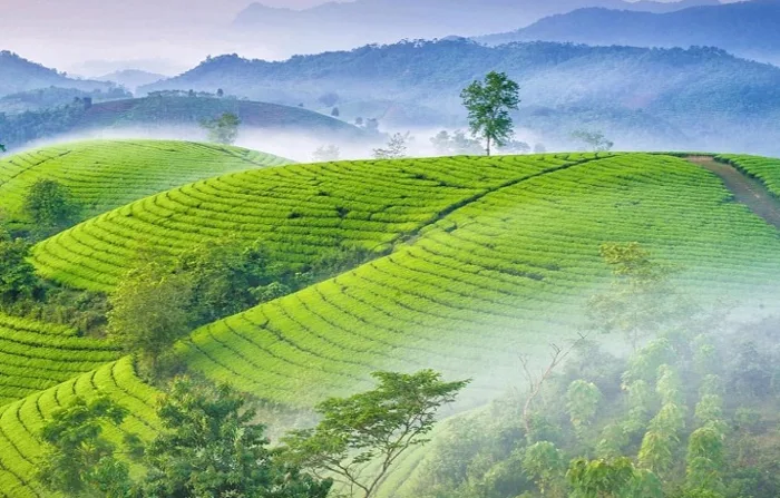 Khám phá 10 đồi trà đẹp như tranh ở Việt Nam
