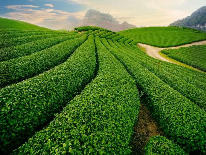 10 đồi trà xanh đẹp tựa thiên đường tại Việt Nam