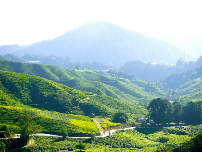 hình ảnh : phong cảnh, thiên nhiên, đồng cỏ, trà, đồi núi, hoa, Thung lũng,  dãy núi, màu xanh lá, Cao nguyên, cây rơm, Cây xanh, Đồi, Alps, Trồng trọt,  cao nguyên,