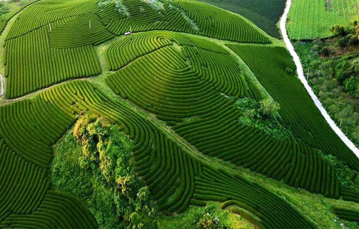 Khám phá 10 đồi trà đẹp như tranh ở Việt Nam