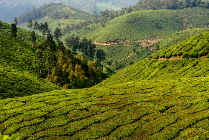 hình ảnh : Ấn Độ, Munnar, trà, Teafields, Kerala, Núi, màu xanh lá, Cây cỏ,  Địa hình đồi núi, Cao nguyên, phong cảnh, Phong cảnh thiên nhiên, Trồng  trọt, Trạm đồi, đồi