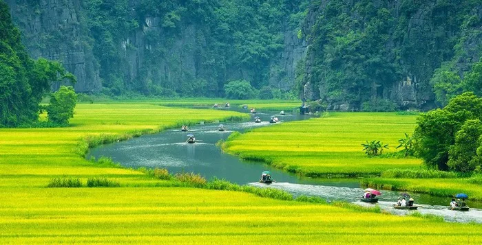 TỔNG HỢP 1001 ảnh cánh đồng - Bức tranh thần tiên ngây ngất | Yody