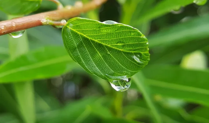 hình ảnh : Nước, thiên nhiên, chi nhánh, Giọt, sương, thực vật, Bãi cỏ,  mưa, ướt, Lá cây, màu xanh lá, Sản xuất, mùa vụ, Thực vật học, Hệ thực vật,  khóc,