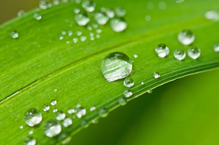 Giọt Sương - Ảnh miễn phí trên Pixabay
