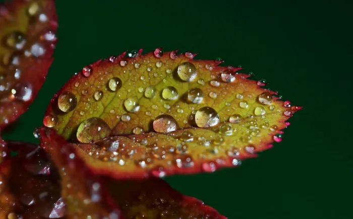 Hình ảnh miễn phí: Thiên nhiên, giọt nước mưa, vĩ mô, lá, mưa, flora, sương