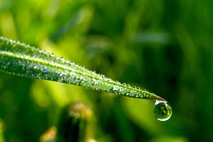 Hình ảnh miễn phí: Giọt nước trên lá cỏ, lấy nét sắc nét vào giọt sương  trên mép lá