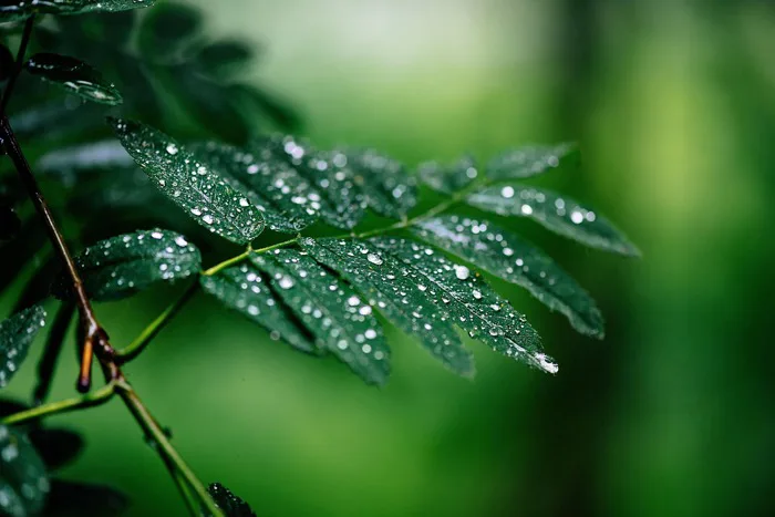 50000+ Giọt Trên Lá & ảnh Thiên Nhiên miễn phí - Pixabay