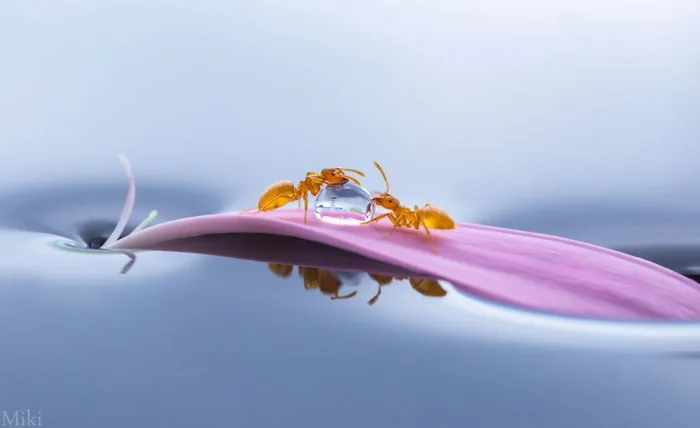 Đứng hình
