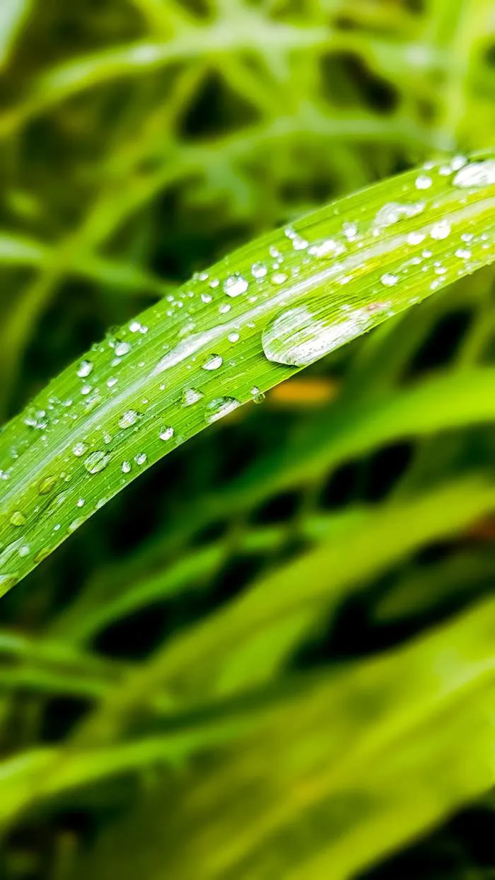 Hình ảnh miễn phí: Giọt sương trên lá cỏ màu vàng xanh