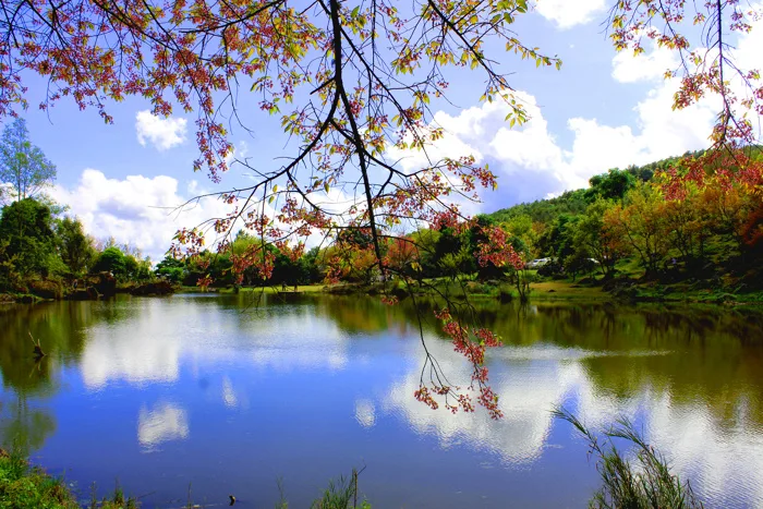 hình ảnh : cây, thiên nhiên, Hoa anh đào, Hồng, quả anh đào, Mùa xuân, Cánh  hoa, nước Thái Lan, chi nhánh, thực vật, tự nhiên, lý lịch, bối cảnh, vườn,  Ngoài