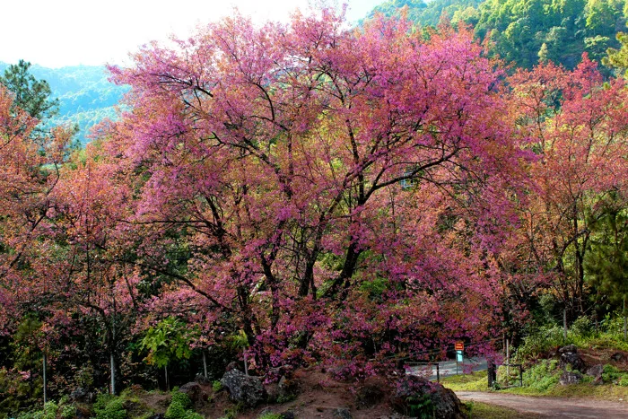 hình ảnh : cây, thiên nhiên, Hoa anh đào, Hồng, quả anh đào, Mùa xuân, Cánh  hoa, nước Thái Lan, chi nhánh, thực vật, tự nhiên, lý lịch, bối cảnh, vườn,  Ngoài