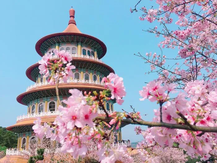 Top 10 Địa Điểm Ngắm Hoa Anh Đào Đẹp Nhất Thế Giới – Lịch Trình Lý Tưởng  2025 - Công ty Du Lịch Triều Hảo