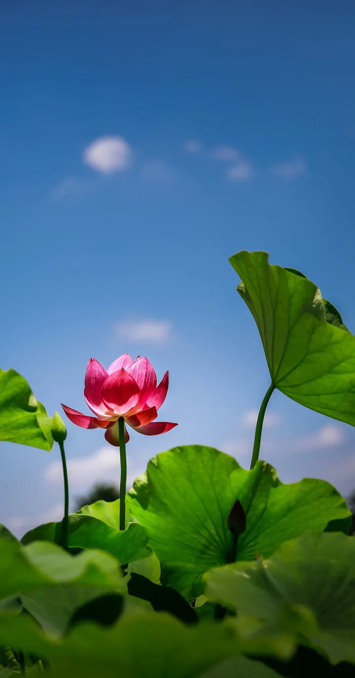 hình ảnh : thiên nhiên, thực vật, Bầu trời, cánh đồng, đồng cỏ, Ánh sáng  mặt trời, Lá, Cánh hoa, trẻ, màu xanh lá, Đỏ, tươi, Châu Á, Thực vật học,  Nở,