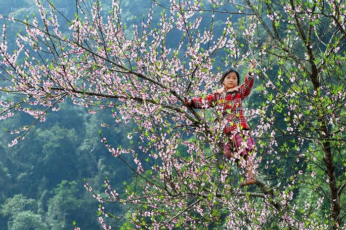 THÁNG 3 - MÙA HOA BAN NỞ