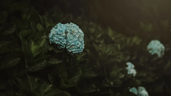 hình ảnh : phong cảnh, thiên nhiên, hoa, bóng tối, Cơ thể, thực vật, Hình  nền máy tính, Nước, Rạn san hô, Chụp macro 4256x2394 - An Min - 1418666 - hình  ảnh đẹp - PxHere