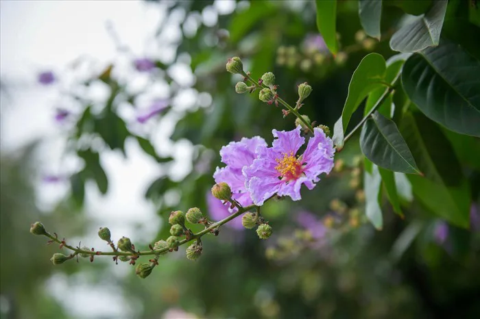 Cây Hoa Bằng Lăng Cây Hoa Bằng Lăng
