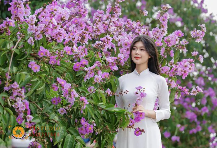 Địa điểm chụp ảnh hoa bằng lăng ở Hà Nội Địa điểm chụp ảnh hoa bằng lăng ở Hà Nội