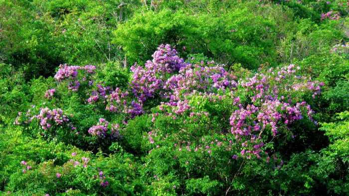 Mùa thu gọi hoa bằng lăng nở tím rực núi đồi ven biển Nha Trang Mùa thu gọi hoa bằng lăng nở tím rực núi đồi ven biển Nha Trang