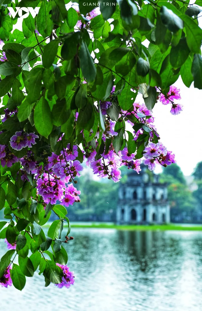 Bằng lăng màu tím... - Góc nhìn & Chia sẻ - Công đoàn dệt may Bằng lăng màu tím... - Góc nhìn & Chia sẻ - Công đoàn dệt may