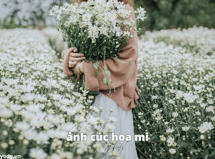 50 hình nền, hình ảnh cúc họa mi đẹp nhất 2024 | Yody