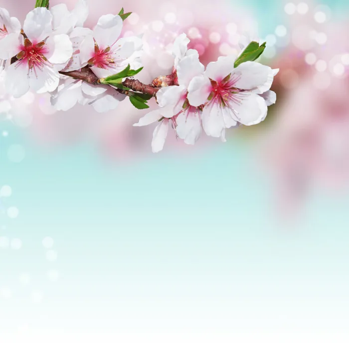 hình ảnh : Hồng, thiên nhiên, Hoa anh đào, Mùa xuân, chi nhánh, Cánh hoa,  Bầu trời, Cây gậy, Hình nền máy tính, thực vật 4500x4500 - Dorothe -  1453983 - hình ảnh đẹp - PxHere