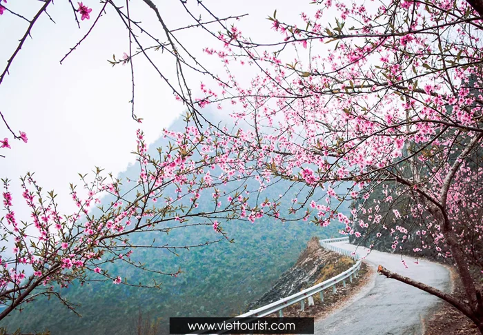 ĐỪNG BỎ QUA 5 THIÊN ĐƯỜNG HOA ĐÀO ĐẸP NHẤT MÙA XUÂN