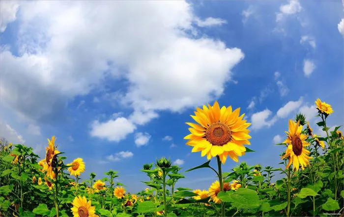 Sunflowers Blooming Under a Blue Sky | Ảnh bầu trời đêm, Hoa hướng dương, Hình  nền