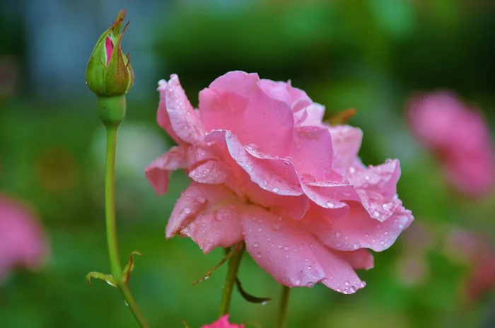 hình ảnh : thiên nhiên, thực vật, nhiếp ảnh, Lá, Cánh hoa, mùa hè, Bouquet,  bông hồng, màu xanh lá, tự nhiên, Thực vật học, Nở, Hồng, Hệ thực vật, Hoa  dại,